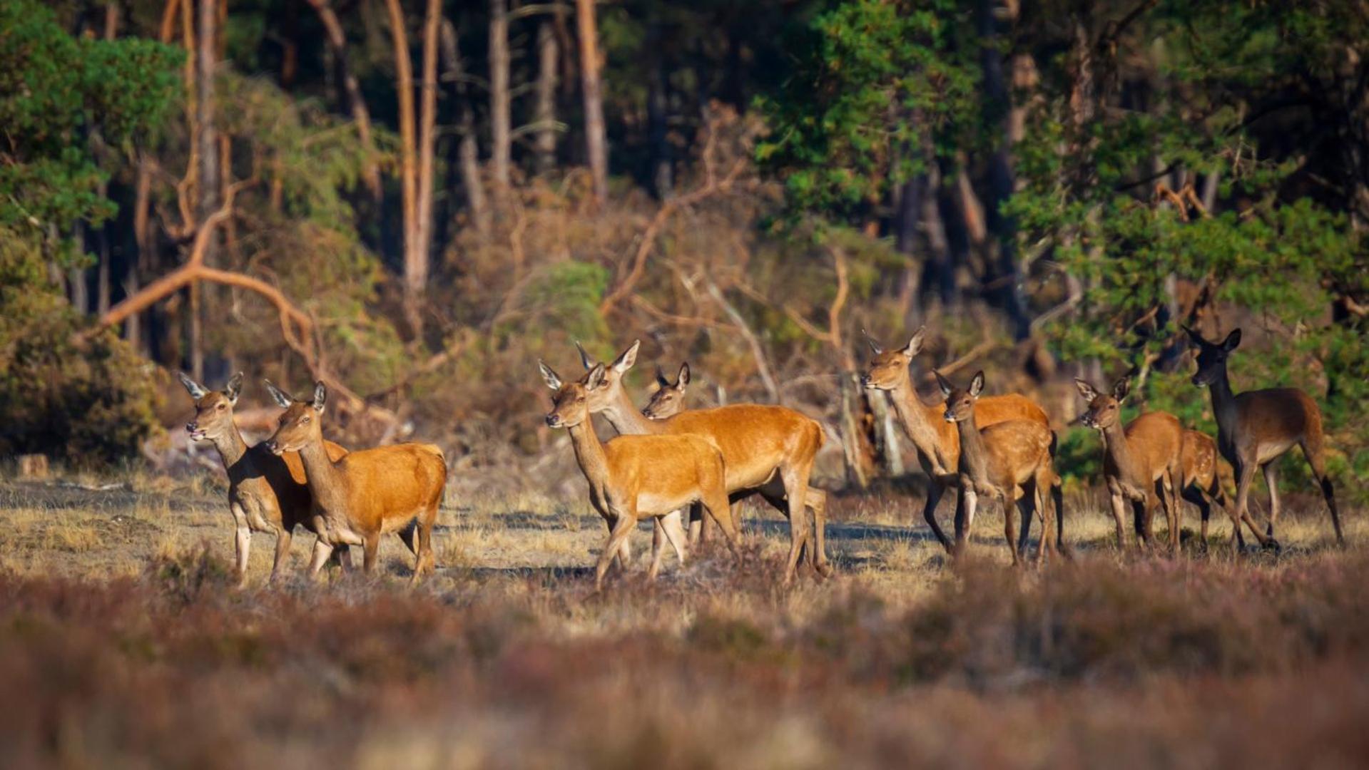 Veluwe Vakanties Chalets With Private Barrel Sauna - With Pool Bar And Restaurant Facilities In The Veluwe National Park بوتِنْ المظهر الخارجي الصورة