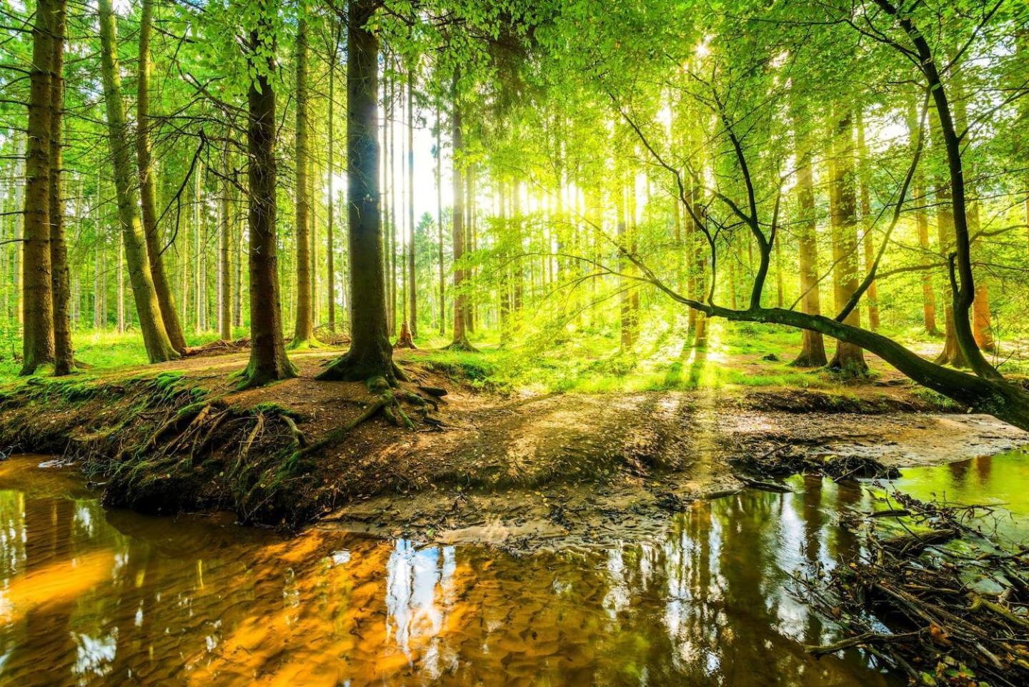Veluwe Vakanties Chalets With Private Barrel Sauna - With Pool Bar And Restaurant Facilities In The Veluwe National Park بوتِنْ المظهر الخارجي الصورة